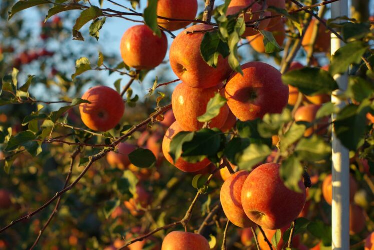 Apple Orchard Maze: First of Its Kind